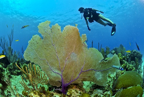 plongée sous marine